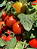 Tomate Rasteiro Rio Grande 20.000 Sementes / 50g - Imagem 6