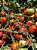 Tomate Rasteiro Rio Grande 20.000 Sementes / 50g - Imagem 4