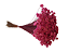 Sempre Vivas Decoração Casamento Lembrança Rosa-200 - Imagem 1