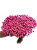 Sempre Vivas Decoração Casamento Lembrança Rosa-600UN - Imagem 3