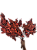 Folhagem para Ornamentaçõa Seca Carne de Vaca - Imagem 2