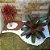 Argila Expandida P/ Vasos Jardins E Decoração 1kg - Imagem 3