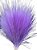 Capim Rabo De Burro Natural Roxo Decoração Enfeite - Imagem 2