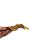 Casca Boca de Sapo Semente Enfeite Decorações - Imagem 2