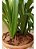 Cascas De Pinus P/ Vasos Jardins E Decoração 4kg - Imagem 3