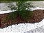 Cascas De Pinus Polida P/decoração E Jardinagem Enfeite 6kg. - Imagem 4