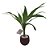 Bambu Da Sorte No Vaso Preto Decoração - Imagem 1