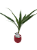 Bambu da Sorte Vermelho Hidroponico - Imagem 1