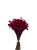 Sempre Viva Florzinhas  Rosa Pink 500 Unidades - Imagem 1