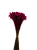 Sempre Viva Florzinhas  Rosa Pink 500 Unidades - Imagem 4