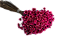 Sempre Viva Florzinhas Rosa 500 Unidades - Imagem 3