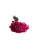 Sempre Viva Florzinhas Rosa 500 Unidades - Imagem 4