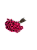 Sempre Viva Florzinhas Rosa 500 Unidades - Imagem 2