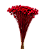 Sempre Viva Florzinhas Vermelha 500 Unidades - Imagem 5