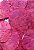 Folha Moeda Pink Seca Natural Decoração 100g - Imagem 1