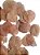 Folhas Moedas Secas Decorativas Para Pout Pourrit 30  Gramas - Imagem 4