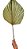 Folha Latania Natural Seca P/arranjos E Decoração 1 Un 30cm - Imagem 1