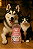 Shampoo Pet Life Tutti Frutti 540ml - Imagem 1