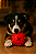 Brinquedo Bola Adestradog - Imagem 3