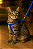 Guia e Peitoral p/ Gatos Nº1 - Baby Blue - Imagem 1