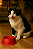 Comedouro Luxo para Cães Filhotes (Vermelho) - Imagem 1