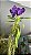 Orquídea Vanda (Cleisostoma paniculatum) - Imagem 2