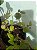 Fitônia Mine (Planta Mosaico) - Imagem 2