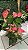 Antúrio Tradicional Sortido (Anthurium andraeanum) - Imagem 1