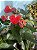 Antúrio Tradicional Sortido (Anthurium andraeanum) - Imagem 4