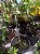 Croton Black - Imagem 1