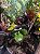 Croton Black - Imagem 2