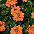 Crossandra - Imagem 2