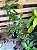 Crossandra - Imagem 1