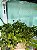 Peperomia Bebê - Imagem 1