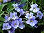Tumbérgia Azul (Thumbergia grandiflora) - Imagem 2