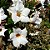 Trepadeira Dipladênia Sortida (Mandevilla iaxa) - Imagem 2