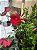 Trepadeira Dipladênia Sortida (Mandevilla iaxa) - Imagem 3