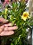 Trepadeira Dipladênia Sortida (Mandevilla iaxa) - Imagem 4