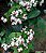 Trepadeira Lágrima de Cristo (Clerodendrum thomsoniae) - Imagem 2