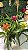 Bromélia Guzmania Cherry (Gusmania lingulata) - Imagem 1