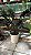 Zamioculca Black (Zamioculcas zamiifolia 'Dowon') - Imagem 1