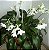 Lírio do Amazonas (Eucharis amazonica) - Imagem 2