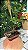 Bonsai de Araçá Rosa (Psidium cattleianum var. cattleianum) - Imagem 2