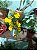 Orquídea Oncidium Pingo de Ouro - Imagem 2
