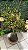 Croton Sortido SC G - Imagem 2