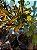 Croton Sortido SC G - Imagem 3
