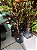 Croton Sortido SC G - Imagem 4