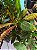 Croton Sortido SC G - Imagem 5