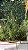 Alecrim (Salvia rosmarinus) - Imagem 1