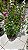 Angelonia Sortida Pote 14 - Imagem 2